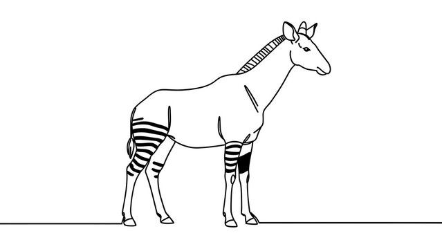 Okapi illustration on white background.