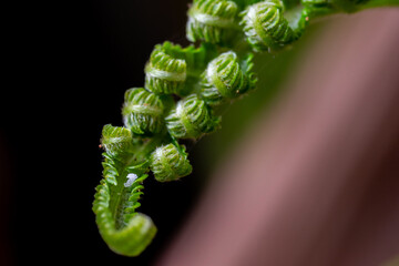 Fresh green fern shoots in a spiral shape. Macro photo. © StanleyRevaldo