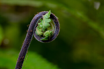 Fresh green fern shoots in a spiral shape. Macro photo. © StanleyRevaldo