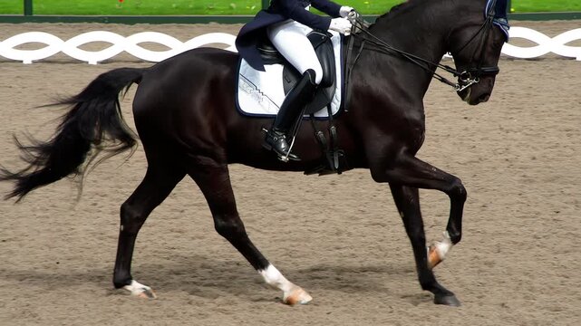 Galloping Horse with a Rider. A rider in a traditional costume gracefully rides a pedigreed horse. Slow Motion