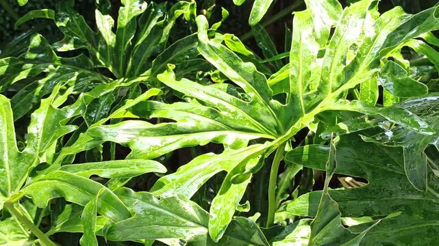 Lush Philodendron bipinnatifidum foliage growing naturally in a tropical garden, showcasing large deeply lobed leaves, rich green color, and striking ornamental appeal.