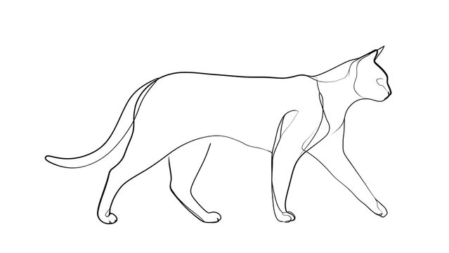Elegant cat line drawing on white background.