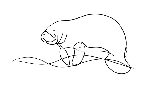 Minimalist manatee line art white background.