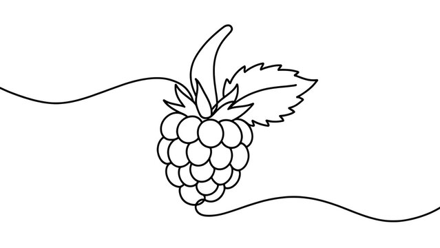Black and white raspberry illustration white background.