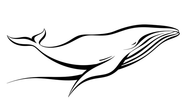 Minimalist whale illustration on white background.