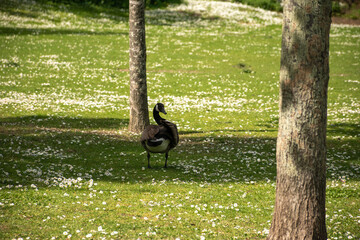bird in a park © Svetlana