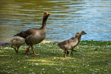 A greylag goose with goslings walking in Regent's Park, London, showcasing natural wildlife in an urban setting. © Svetlana