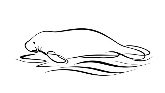 Manatee illustration on white background.