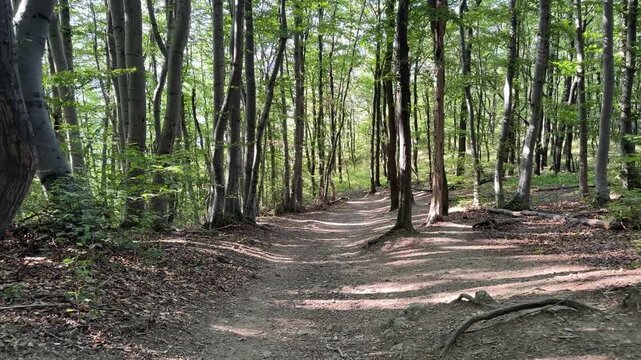 A quiet dirt path curves between tall trees, exposed roots and a wooded slope beneath patches of filtered sunlight.