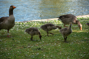 Greylag goose with goslings in Regent's Park, London. A serene wildlife moment showcasing family bonding in nature. © Svetlana