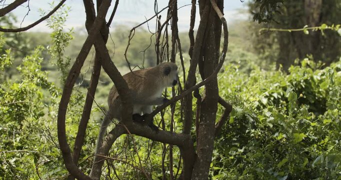 Baboons in the Ngorongoro crater, Tanzania- Wildlife in natural habotat