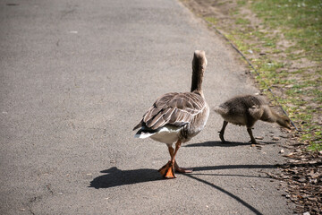 Gray goose walking with its gosling. The image captures a peaceful moment in nature, highlighting wildlife and family bonds. © Svetlana