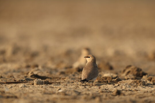 The small pratincole, little pratincole, or small Indian pratincole (Glareola lactea) is a small wader in the pratincole family, Glareolidae.