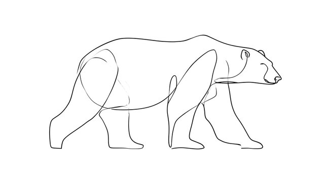 Polar bear line drawing white background.