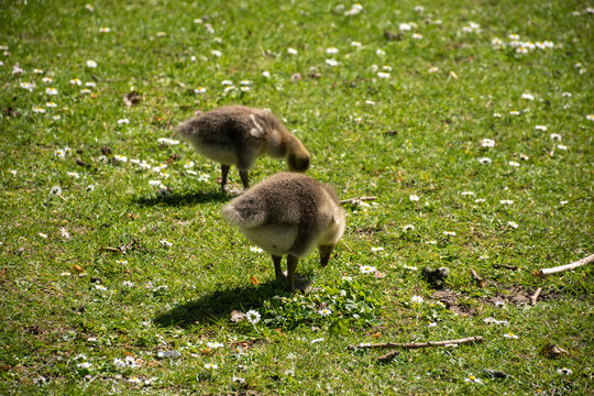 Fluffy goslings feeding on green grass with daisies in springtime