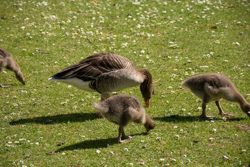 Greylag goose with goslings in Regent's Park, London. A family of birds foraging in a natural park setting. © Svetlana