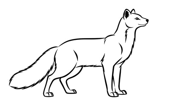 Arctic fox line drawing on white background.