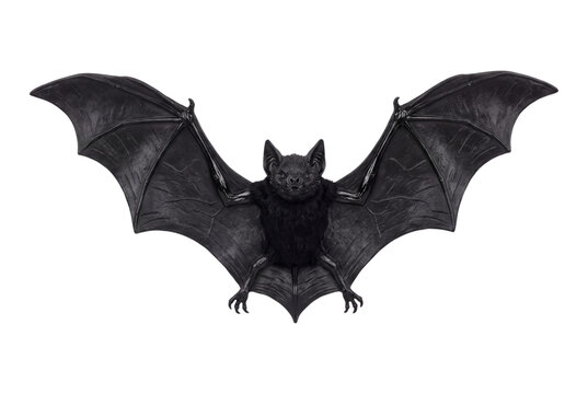 Gray bat with spread wings isolated on transparent background