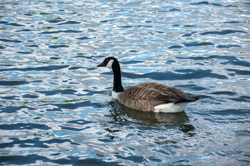 Canada goose swimming gracefully on a rippling lake © Svetlana