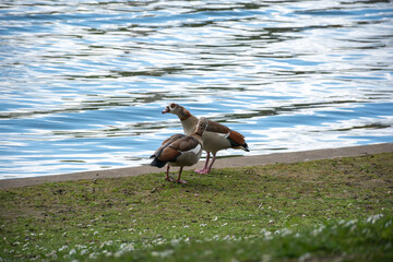 Egyptian geese standing at the water's edge by a lake © Svetlana