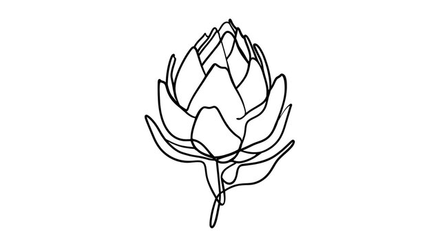 Artichoke line drawing on white background.