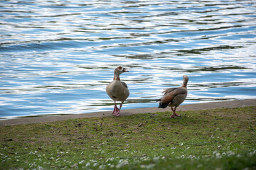 Egyptian geese standing at the water's edge by a lake © Svetlana