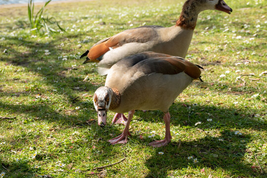 Two Egyptian geese grazing together on green grass in a park