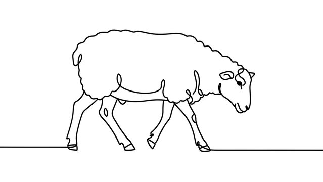 Simple line art sheep illustration white background.
