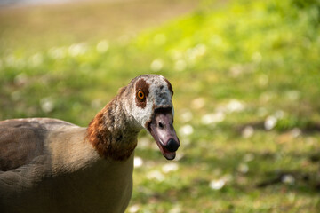 Close-up portrait of an Egyptian goose head on green grass background © Svetlana