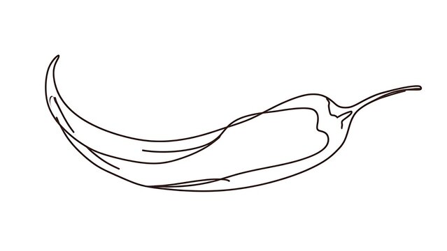 Hand drawn chili pepper illustration white background.