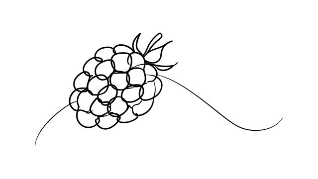 Hand drawn raspberry cluster illustration white background.