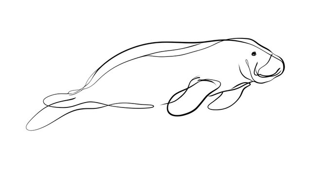Manatee line drawing illustration white background.