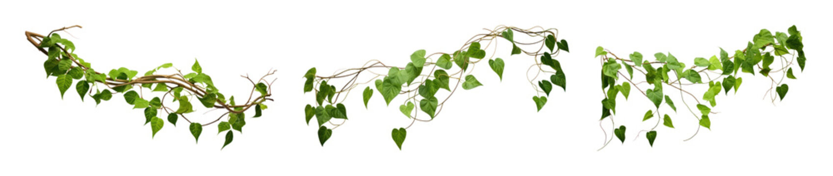 PNG Green leafy vine garland isolated, transparent background