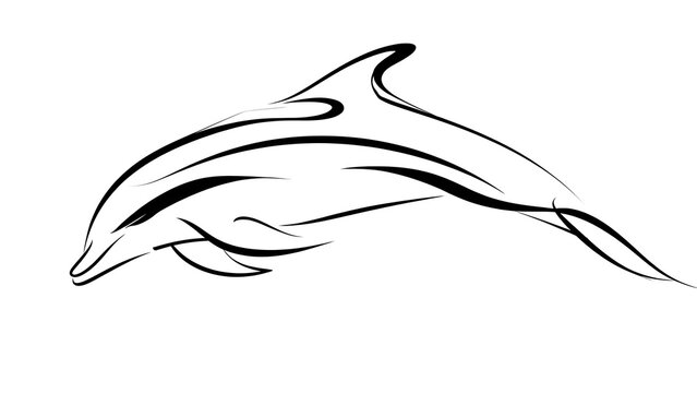 Elegant dolphin line art illustration white background.