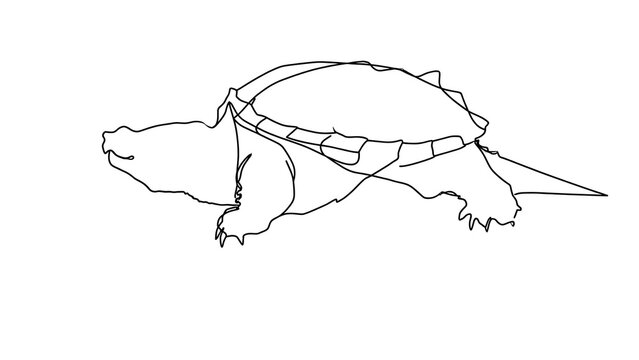 Minimalist line art turtle white background.