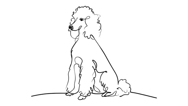 Poodle dog sitting illustration white background.