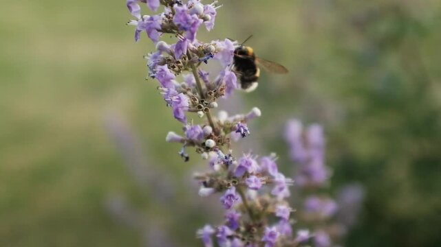A bumblebee collects nectar and pollinates soft purple chaste tree flowers in a sunny outdoor setting. For honey producers, environmental campaigns, educational videos on pollination and wildlife