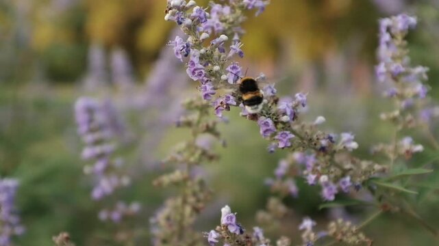 A bumblebee collects nectar and pollinates soft purple chaste tree flowers in a sunny outdoor setting. For honey producers, environmental campaigns, educational videos on pollination and wildlife
