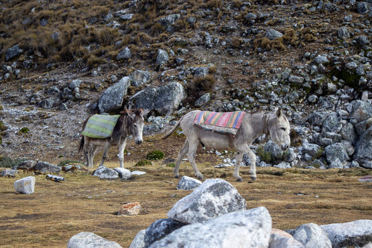 Two pack donkeys walking through a rocky mountain landscape