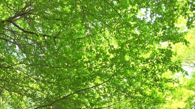 新緑の林　レール撮影