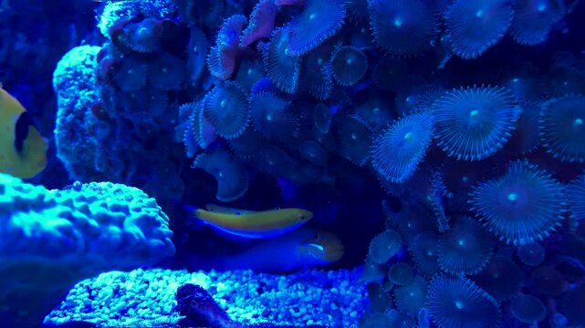 Bright yellow and blue tropical fish swimming around vibrant corals and anemones in a saltwater aquarium under deep blue lighting. 4K slow motion footage