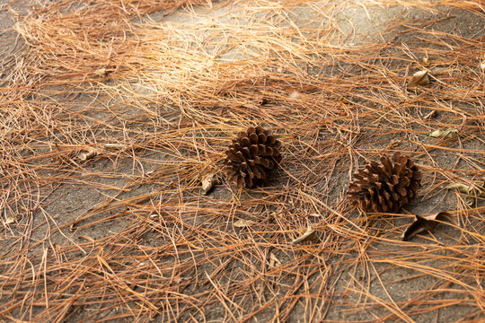 Dry pine needles and pine cones lying on the ground under warm sunlight in autumn