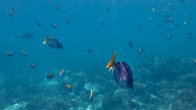 School of tropical fish including surgeonfish and sergeant major swimming in clear ocean