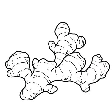 fresh ginger root rhizome line art vector illustration