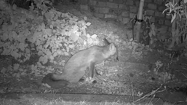 Baby Red Fox Cub Eating Seeds in the Wild