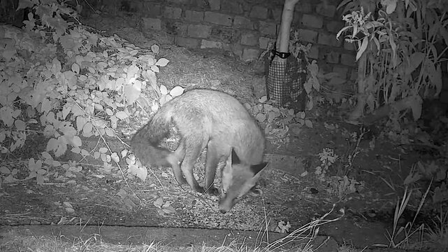 Baby Red Fox Cub Eating Seeds in the Wild