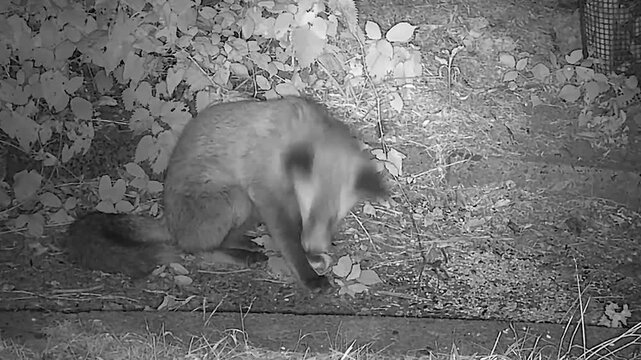 Baby Red Fox Cub Eating Seeds in the Wild