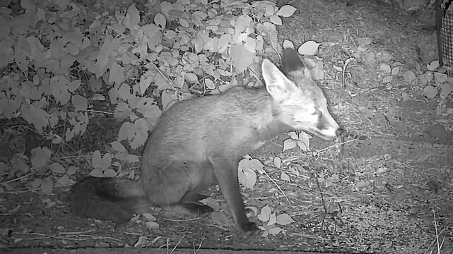 Baby Red Fox Cub Eating Seeds in the Wild