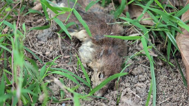 Slow motion medium shot of a dried dead rat carcass lying motionless on soil surrounded by wild green grass in a backyard.
