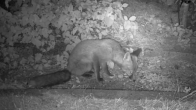 Baby Red Fox Cub Eating Seeds in the Wild